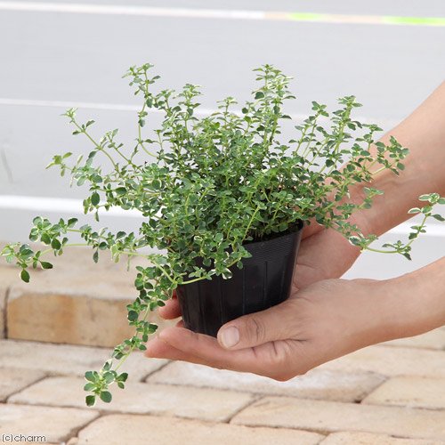 香るアロマタイム　根付き苗　分割5苗 香るアロマタイム 根付き苗 分割5苗 Amazon.co.jp: チャーム